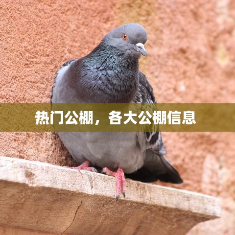 熱門(mén)公棚，各大公棚信息 