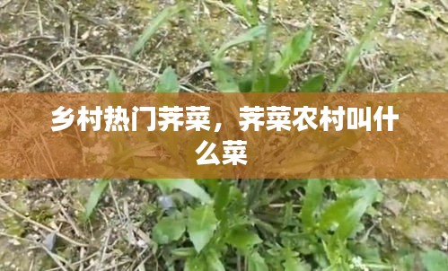 鄉(xiāng)村熱門薺菜，薺菜農村叫什么菜 