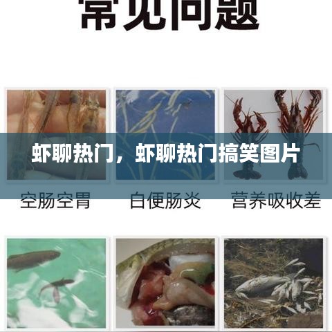 蝦聊熱門，蝦聊熱門搞笑圖片 