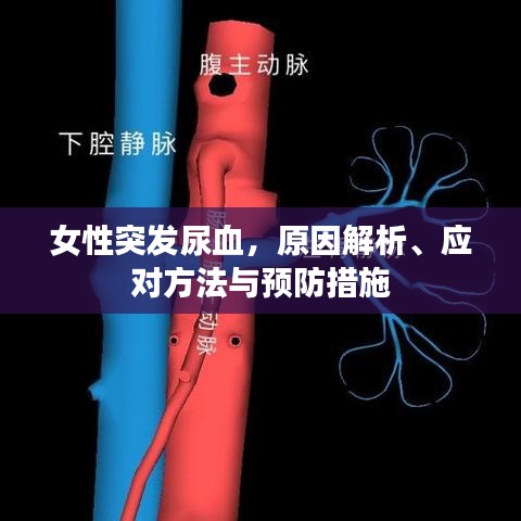 女性突發(fā)尿血，原因解析、應(yīng)對方法與預(yù)防措施