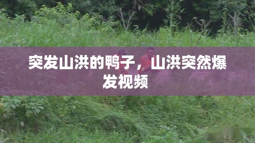 突發(fā)山洪的鴨子，山洪突然爆發(fā)視頻 