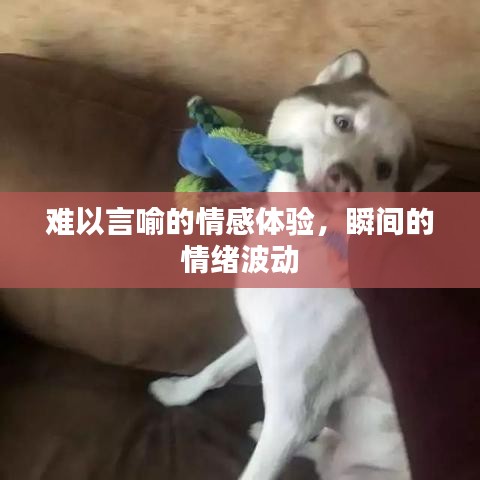難以言喻的情感體驗，瞬間的情緒波動