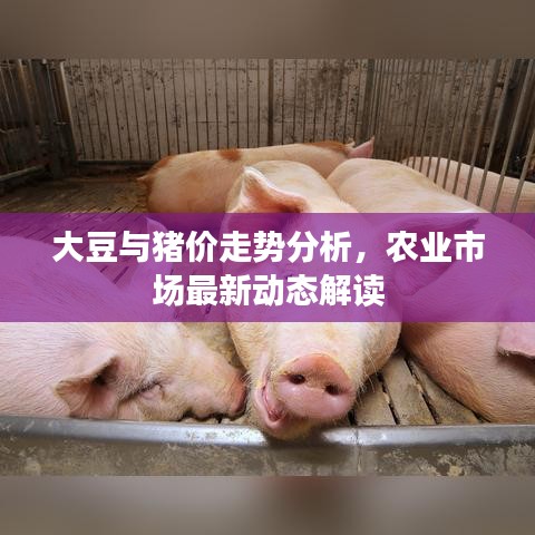 大豆與豬價(jià)走勢(shì)分析，農(nóng)業(yè)市場(chǎng)最新動(dòng)態(tài)解讀