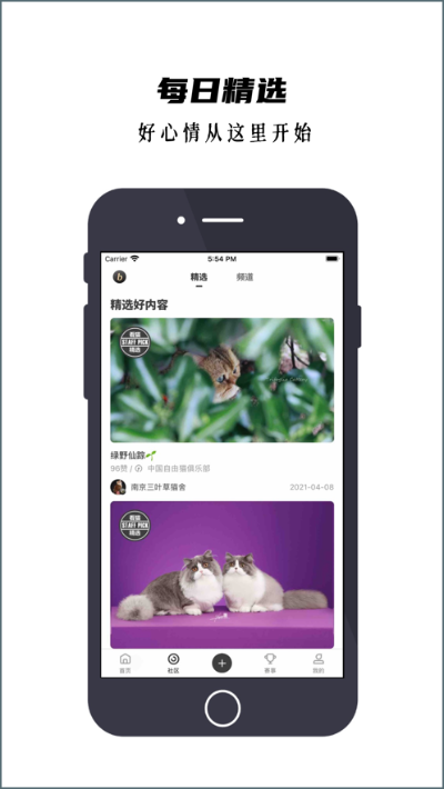 貓咪.apk官方下載,高效解答解釋定義-soft_v2.706