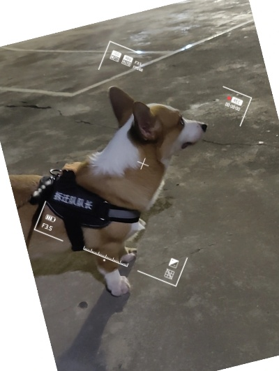 柯基版本,統(tǒng)計數(shù)據(jù)解釋定義|S_v3.952