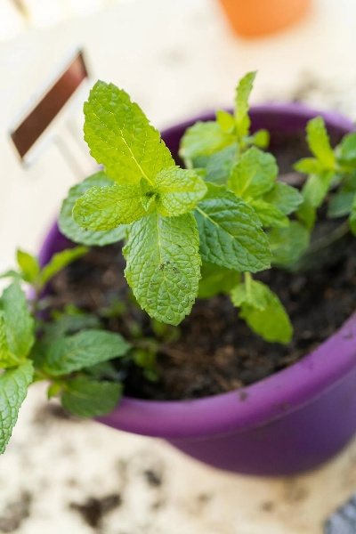 薄荷歷史版本,實(shí)踐解答解釋定義|Deluxe_v9.598