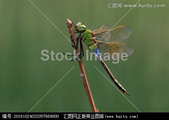 官方下載蜻蜓2017,創(chuàng)新方案設(shè)計-至尊版_v8.354