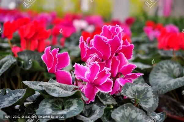 仙客來手游與和時代下載官方下載,適用設計解析&amp;增強版_v9.712