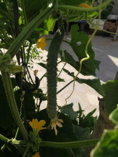 黃瓜ios官方下載跟5s適合哪個版本,實地研究解釋定義 豪華款_v9.633